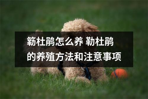 簕杜鹃怎么养 勒杜鹃的养殖方法和注意事项