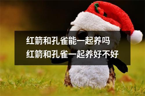 红箭和孔雀能一起养吗 红箭和孔雀一起养好不好