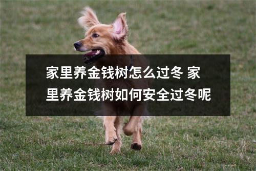 家里养金钱树怎么过冬 家里养金钱树如何安全过冬呢