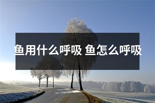 鱼用什么呼吸 鱼怎么呼吸