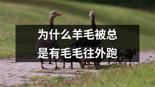 为什么羊毛被总是有毛毛往外跑