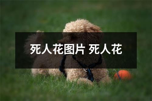 死人花图片 死人花