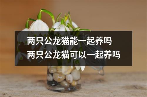 两只公龙猫能一起养吗 两只公龙猫可以一起养吗