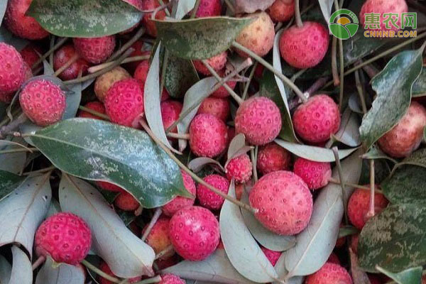 山荔枝是什么荔枝 能吃吗