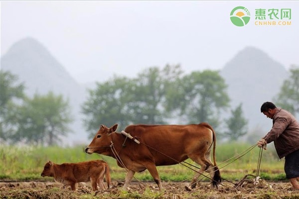 小暑到了就入伏了吗 小暑和大暑有什么区别