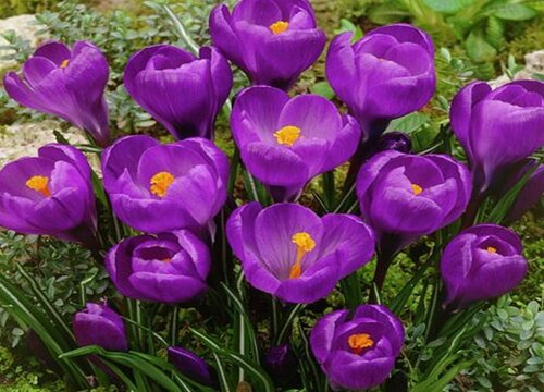 草红花和藏红花的区别