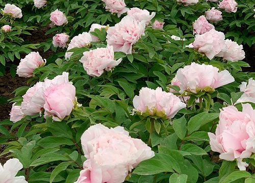 牡丹象征着什么意义