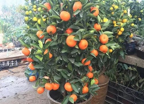 金桔树2
