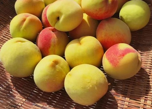 黄桃是哪里产的