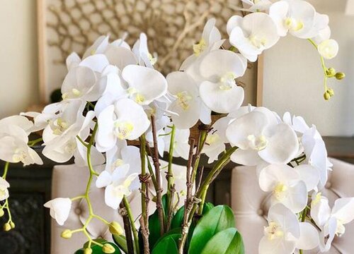 蝴蝶兰的品种有哪些