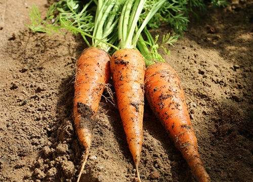 胡萝卜发芽还能吃吗