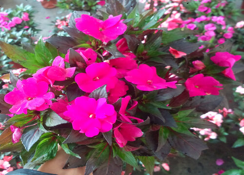 凤仙花长什么样子图片