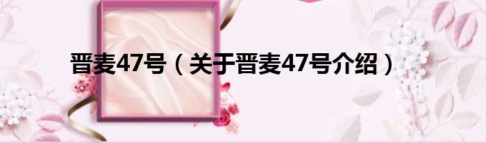 晋麦47号 关于晋麦47号介绍