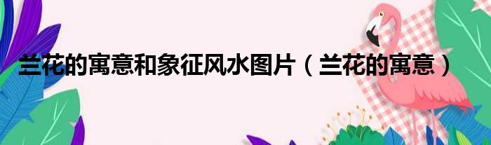 兰花的寓意和象征风水图片 兰花的寓意