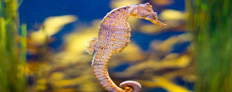 海马是国家几级保护动物