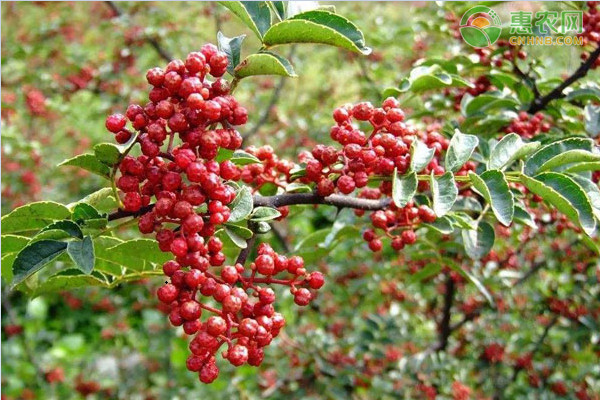 花椒和藤椒有什么区别