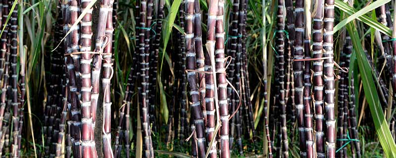 甘蔗成熟后我们能把它留在田里吗