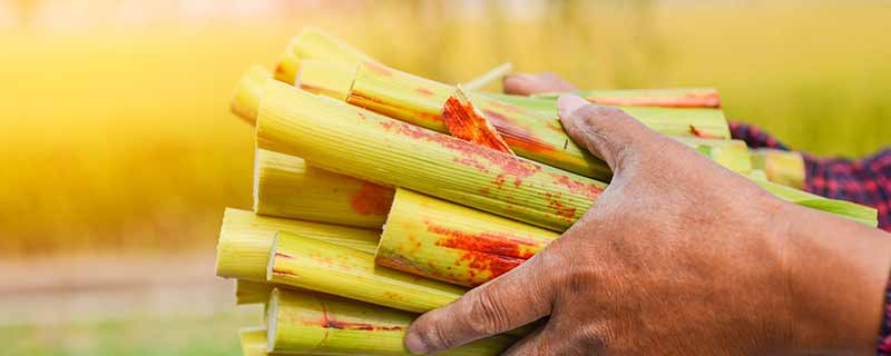 甘蔗是如何种植的 甘蔗是怎么种植的