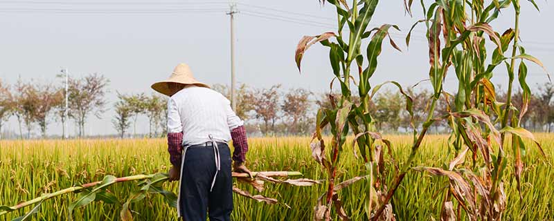 甘蔗常见害虫及其防治 甘蔗常见的虫害及防治