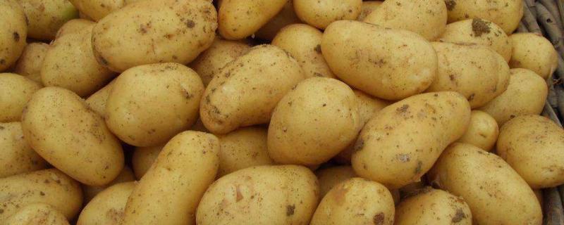 土豆在冰箱里变黑了还能吃吗 附上原因