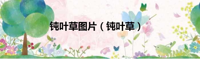 钝叶草图片 钝叶草