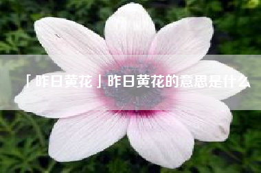  昨日黄花昨日黄花的意思是什么