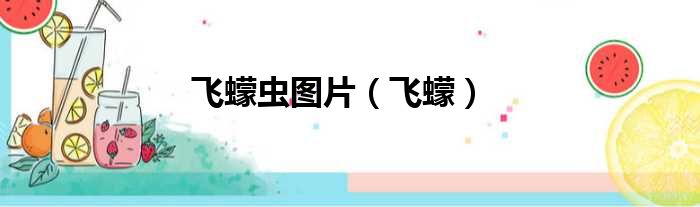 飞蠓虫图片 飞蠓