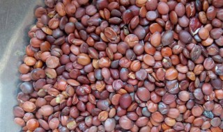 酸枣仁泡水的功效 以及经常饮用酸枣仁的好处