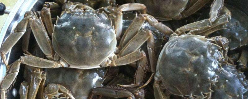 活螃蟹冷冻后还能吃吗 我们还能活下来吗