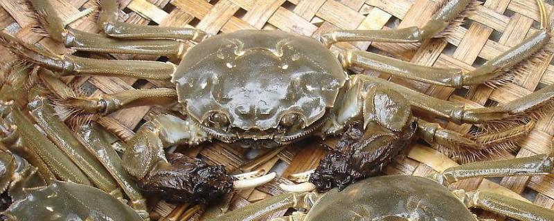 活螃蟹冻死后可以吃吗 活螃蟹冷冻死了能吃吗