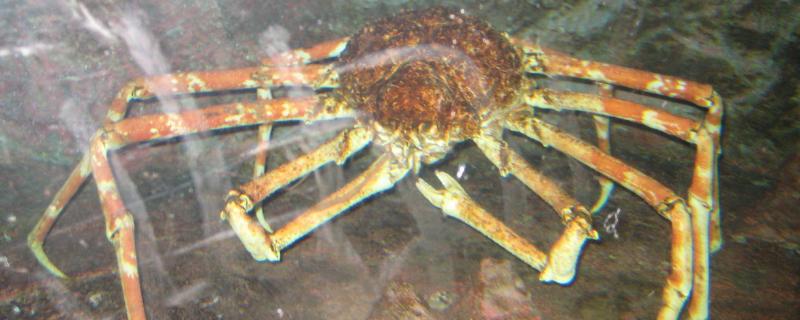 杀人螃蟹可以吃吗 什么是杀人螃蟹