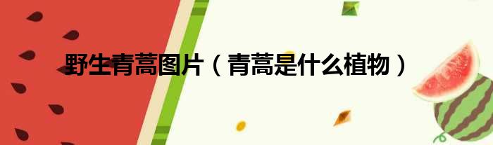 野生青蒿图片 青蒿是什么植物