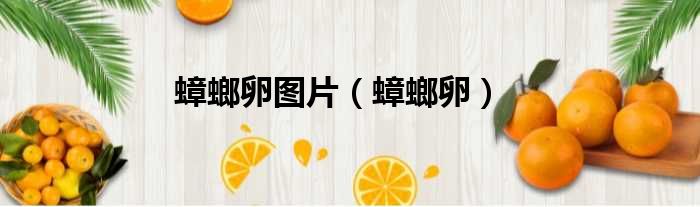 蟑螂卵图片 蟑螂卵