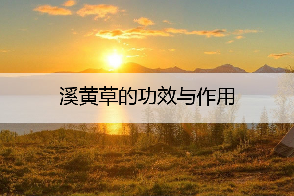 溪黄草的功效与作用 穿心莲的功效与作用