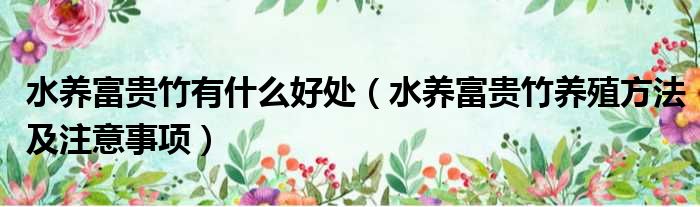 水养富贵竹有什么好处 水养富贵竹养殖方法及注意事项