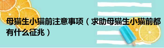 母猫生小猫前注意事项 求助母猫生小猫前都有什么征兆