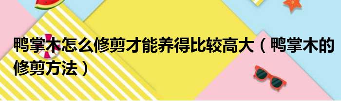鸭掌木怎么修剪才能养得比较高大 鸭掌木的修剪方法