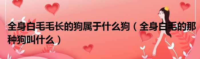 全身白毛毛长的狗属于什么狗 全身白毛的那种狗叫什么
