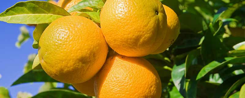 纽霍尔脐橙与赣南脐橙的差异 纽荷尔脐橙和赣南脐橙的区别