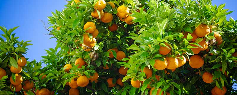 什么时候适合给果园浇水 什么时候适合给果园浇水