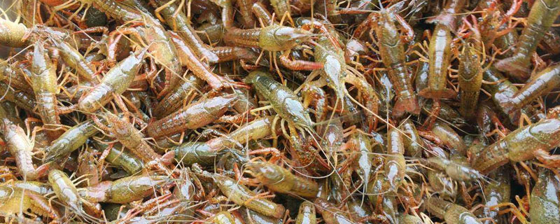 哪里可以批发龙虾苗 健康和充满活力的龙虾幼苗确保水产养殖效益