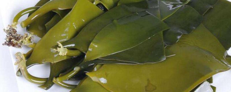 海带起泡后还能吃吗 为什么会起泡