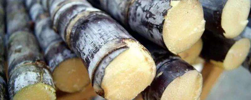 如果甘蔗外面变红了 还能吃吗 为什么甘蔗在外面会变成红色