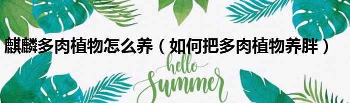 麒麟多肉植物怎么养 如何把多肉植物养胖