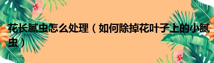 花长腻虫怎么处理 如何除掉花叶子上的小腻虫