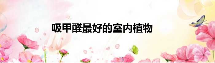 吸甲醛最好的室内植物