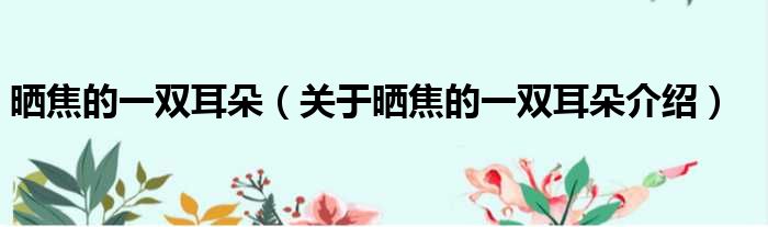晒焦的一双耳朵 关于晒焦的一双耳朵介绍