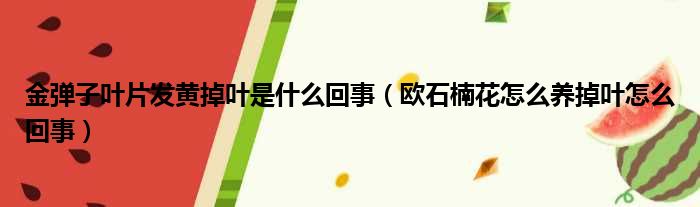 金弹子叶片发黄掉叶是什么回事 欧石楠花怎么养掉叶怎么回事