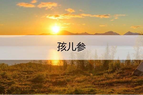 孩儿参 孩儿参可以每天泡茶喝吗?