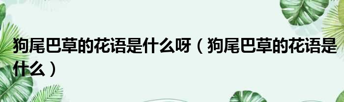 狗尾巴草的花语是什么呀 狗尾巴草的花语是什么